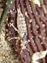 Pictured Rove Beetle - photo 3