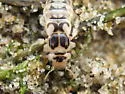 Pictured Rove Beetle - photo 4