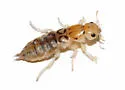 Pictured Rove Beetle - photo 5