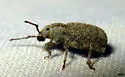 Thinoxenus squalens