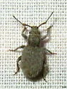 Thinoxenus squalens - photo 2