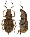 Thinoxenus squalens - photo 3