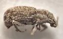 Thinoxenus squalens - photo 4