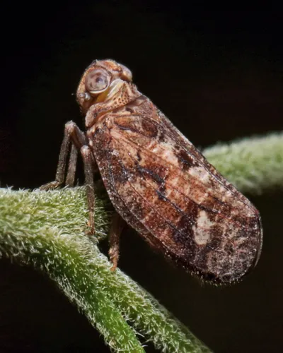 Thionia bullata