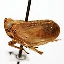 Thionia obrienae - photo 2