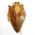 Thionia obrienae - photo 3