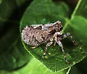 Thionia obrienae - photo 4