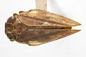Thionia omani - photo 2