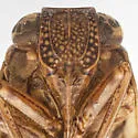 Thionia omani - photo 3