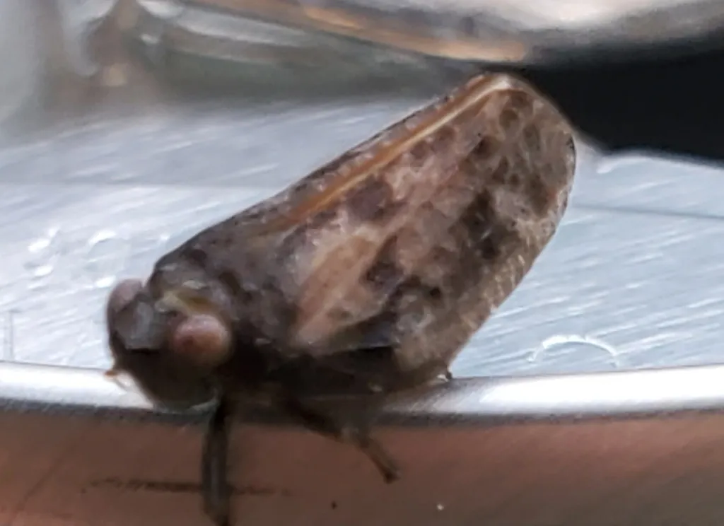 Thionia quinquata - photo 2