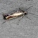 Thiotricha laterestriata - Hodges#2260.12