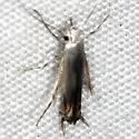 Thiotricha laterestriata - Hodges#2260.12 - photo 2