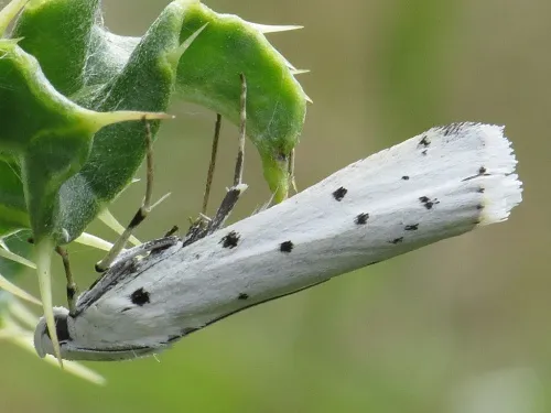 Thistle Ermine - Myelois circumvoluta