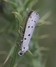 Thistle Ermine - photo 2