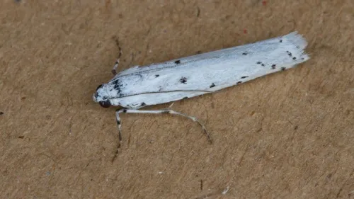 Thistle Ermine - photo 3