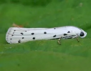 Thistle Ermine - photo 4