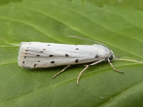 Thistle Ermine - photo 5