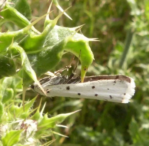 Thistle Ermine - photo 6