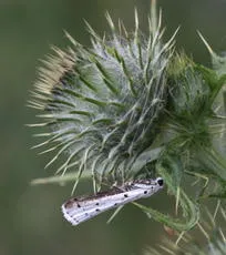 Thistle Ermine - photo 7