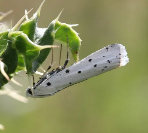 Thistle Ermine - photo 8
