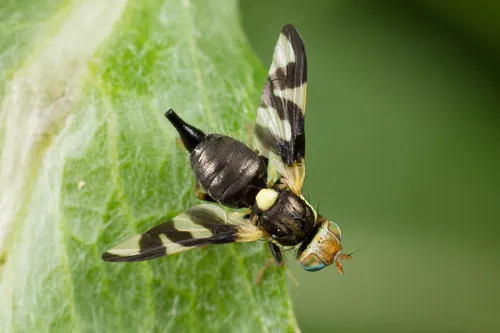 Thistle Gall Fly