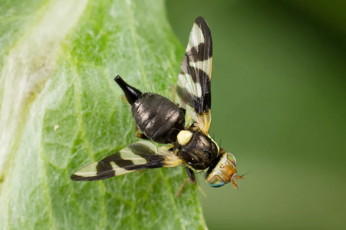 Thistle Gall Fly - photo 3