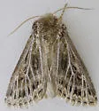 Tholera americana - Hodges#10523
