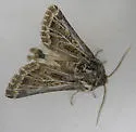 Tholera americana - Hodges#10523 - photo 2