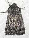 Tholera americana - Hodges#10523 - photo 3