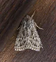 Tholera americana - Hodges#10523 - photo 4