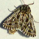 Tholera americana - Hodges#10523 - photo 5