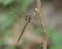 Evening Skimmer