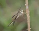 Evening Skimmer - photo 2