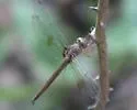Evening Skimmer - photo 3