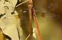 Evening Skimmer - photo 4