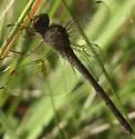 Evening Skimmer - photo 5