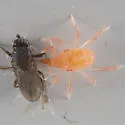 Thoracochaeta brachystoma