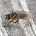 Thoracochaeta brachystoma - photo 2