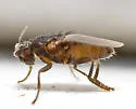 Thoracochaeta brachystoma - photo 3