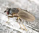 Thoracochaeta brachystoma - photo 4
