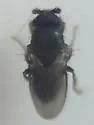 Thoracochaeta brachystoma - photo 5