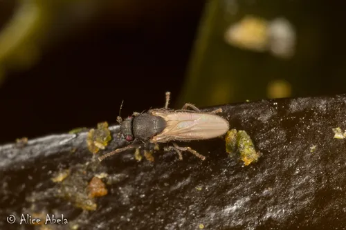 Thoracochaeta johnsoni