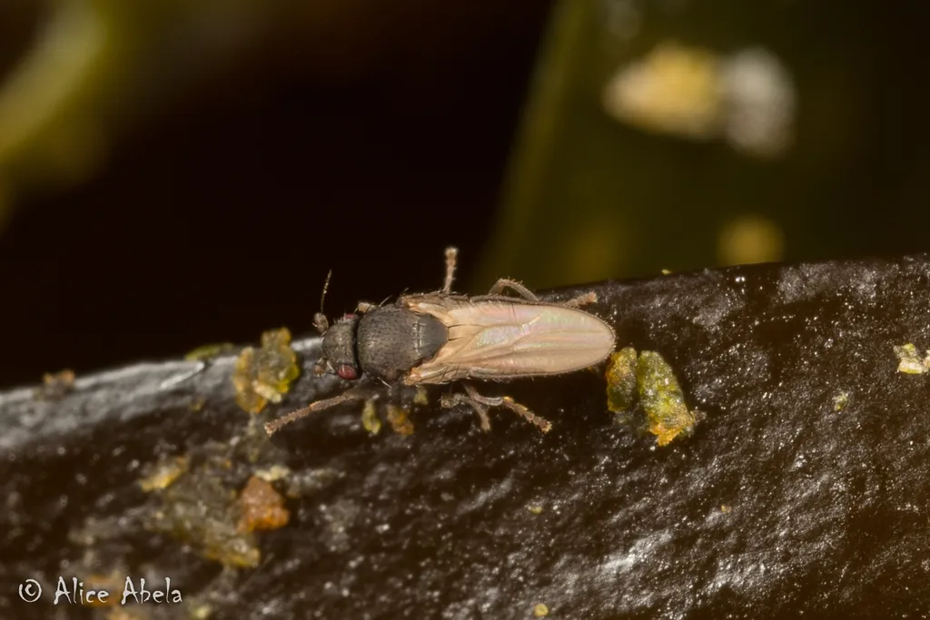 Thoracochaeta johnsoni - photo 2