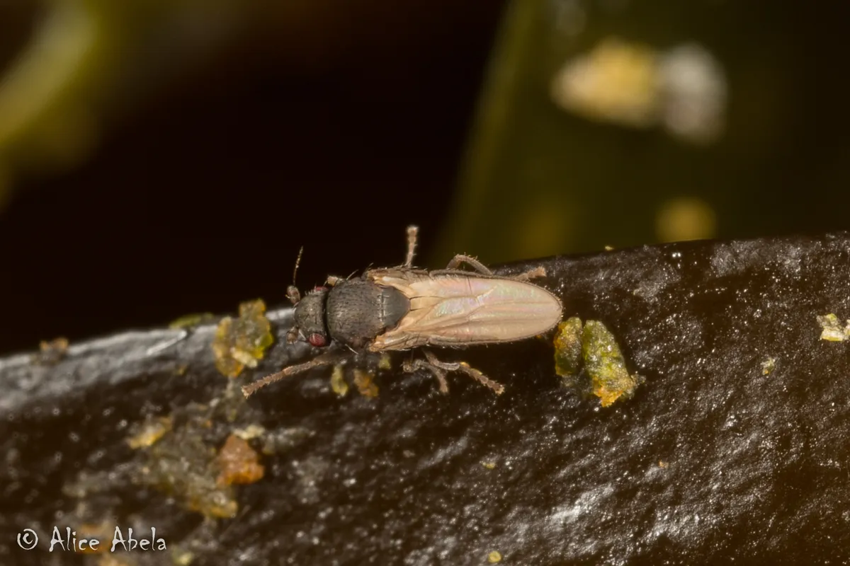Thoracochaeta johnsoni - photo 3