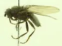 Thoracochaeta seticosta - photo 2