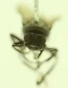 Thoracochaeta seticosta - photo 3
