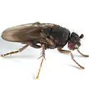 Thoracochaeta zosterae