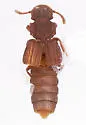 Thoracophorus brevicristatus