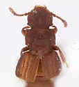 Thoracophorus brevicristatus - photo 2