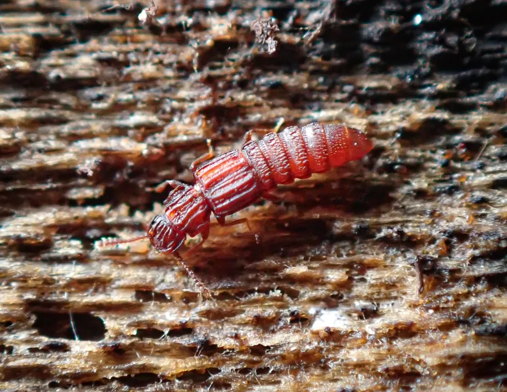 Thoracophorus costalis - photo 2